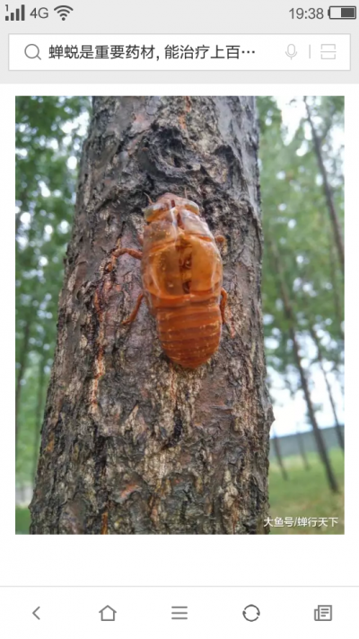 蝉蜕旺季供货，二吨左右