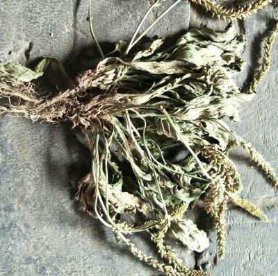 色青无杂野生车前草