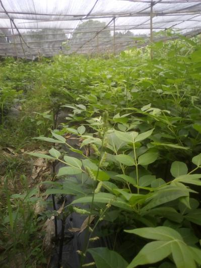 广西中花吴茱萸苗