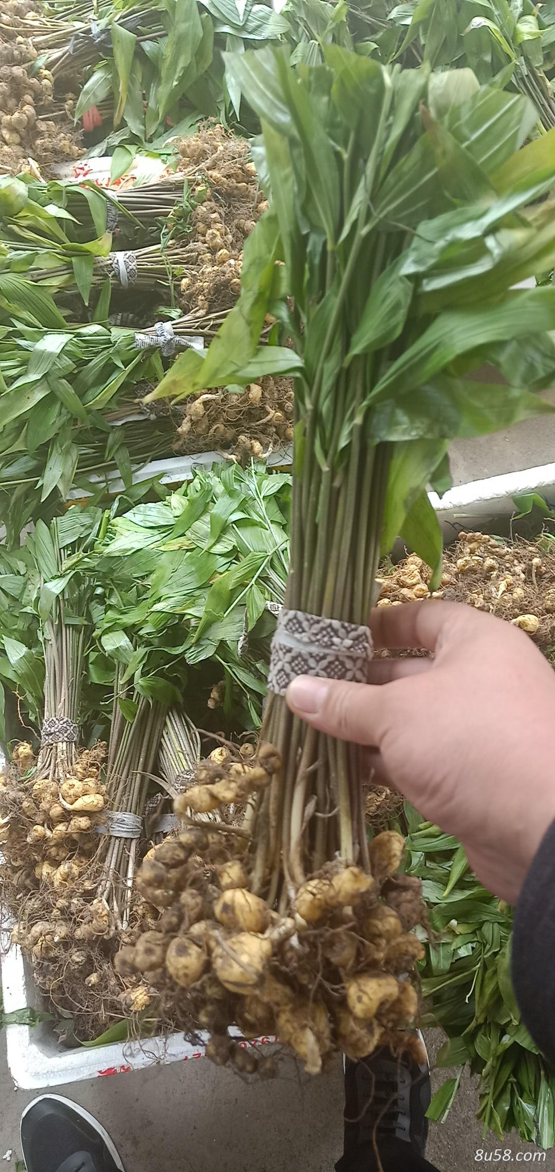 黄精《姜形和鸡头》种苗 种茎 黄精《姜形和鸡头》种苗 种茎