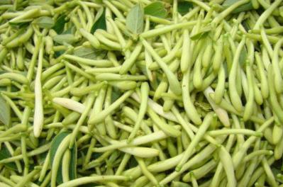 河北邢台优质金银花干货
