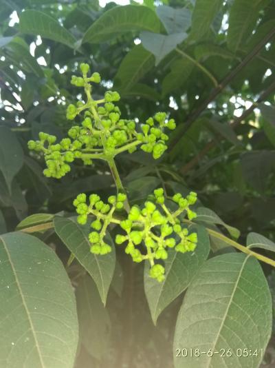 大花，中花，小花吴芋子欢迎各位老板采购