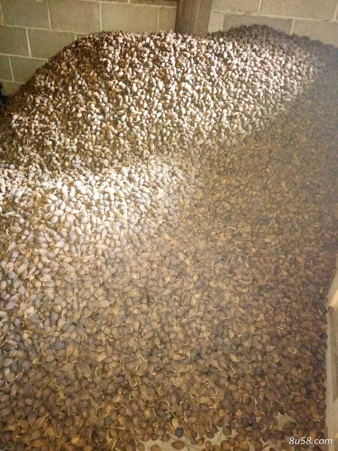 10吨草果出售