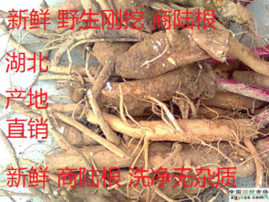 出售新鲜商陆