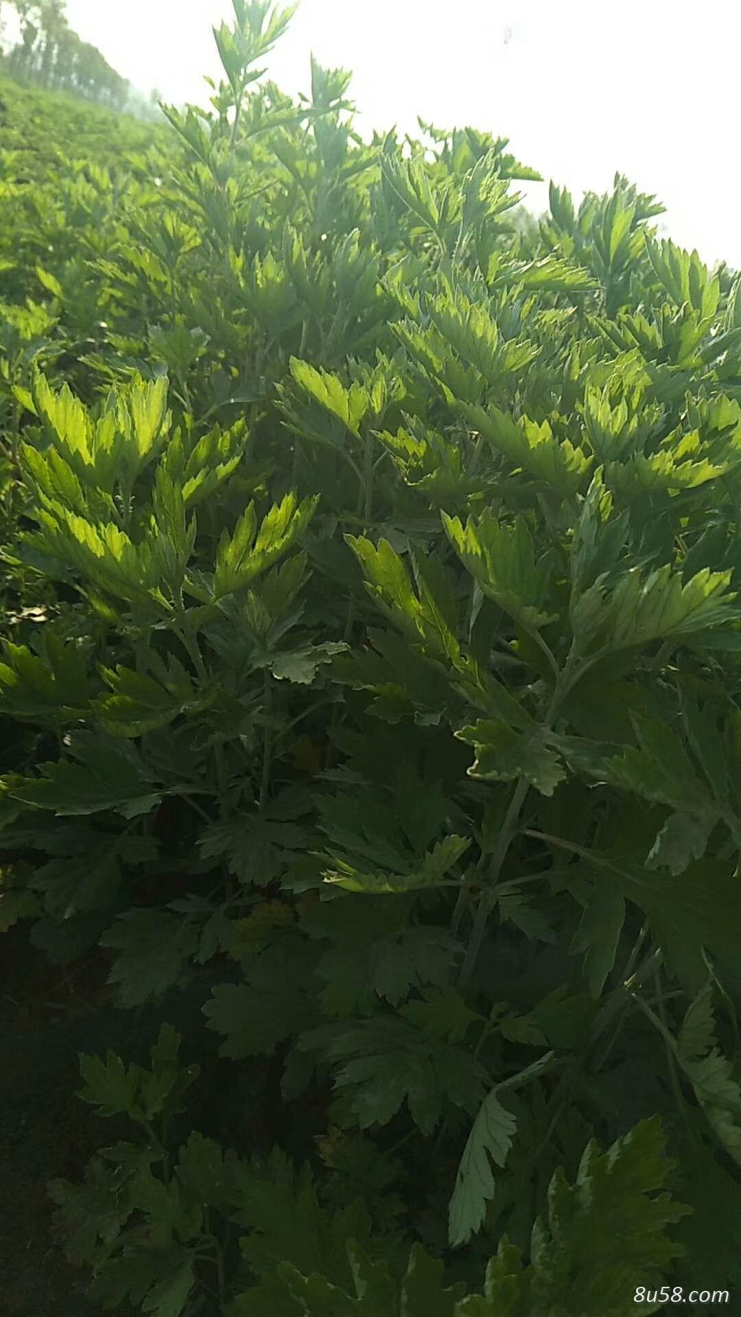 优质艾根 提供种植技术，保证成活率