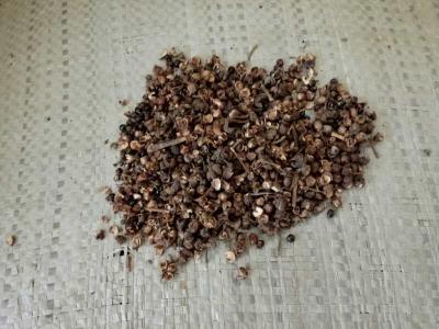 出售吴茱萸干货