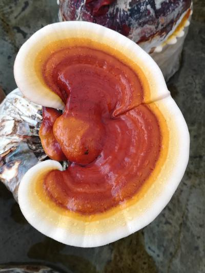 白棉灵芝