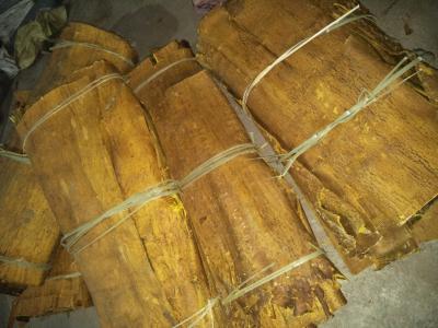 黄柏收购及销售！