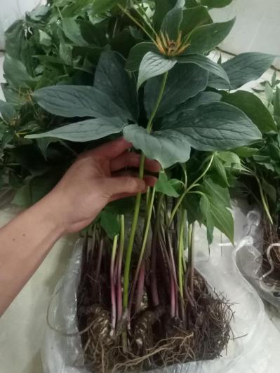 云南重楼苗出售