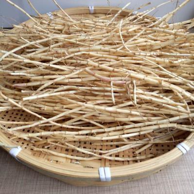 野生毛草根