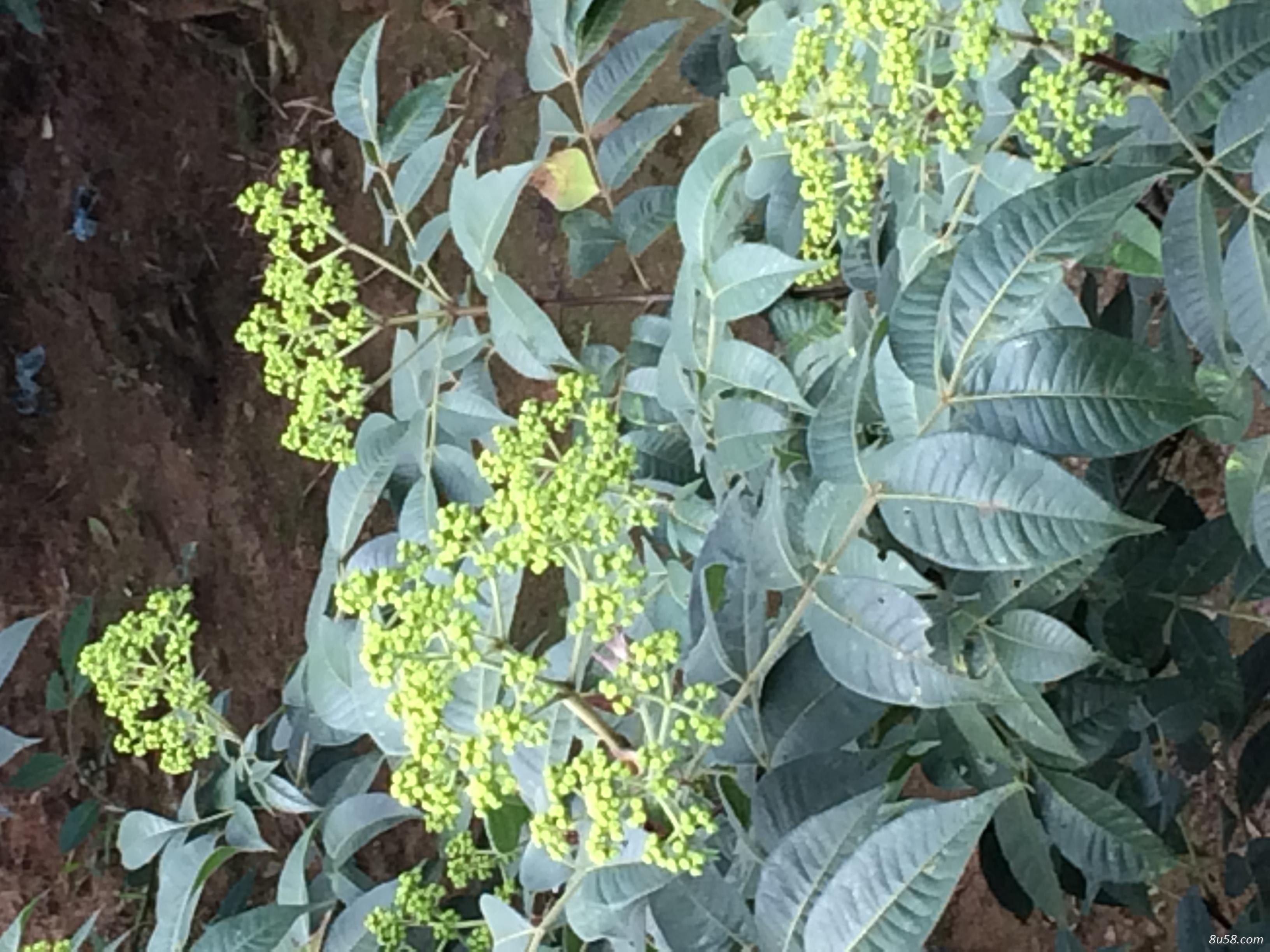 吴茱萸