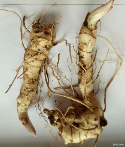 出售4年生黄精，价格电谈
