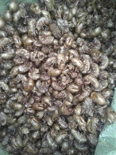 大量蝉蜕待售