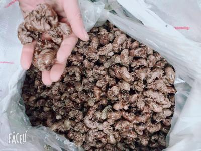 沙地蝉蜕3吨
