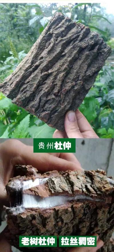 杜仲皮20年以上树龄