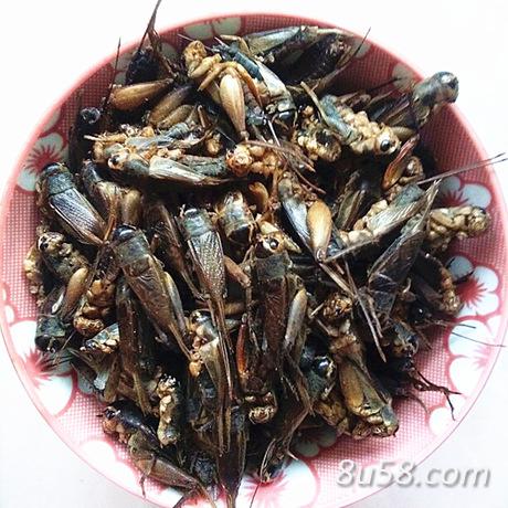 蟋蟀，蛐蛐，货干无杂，诚信经营，大量供应