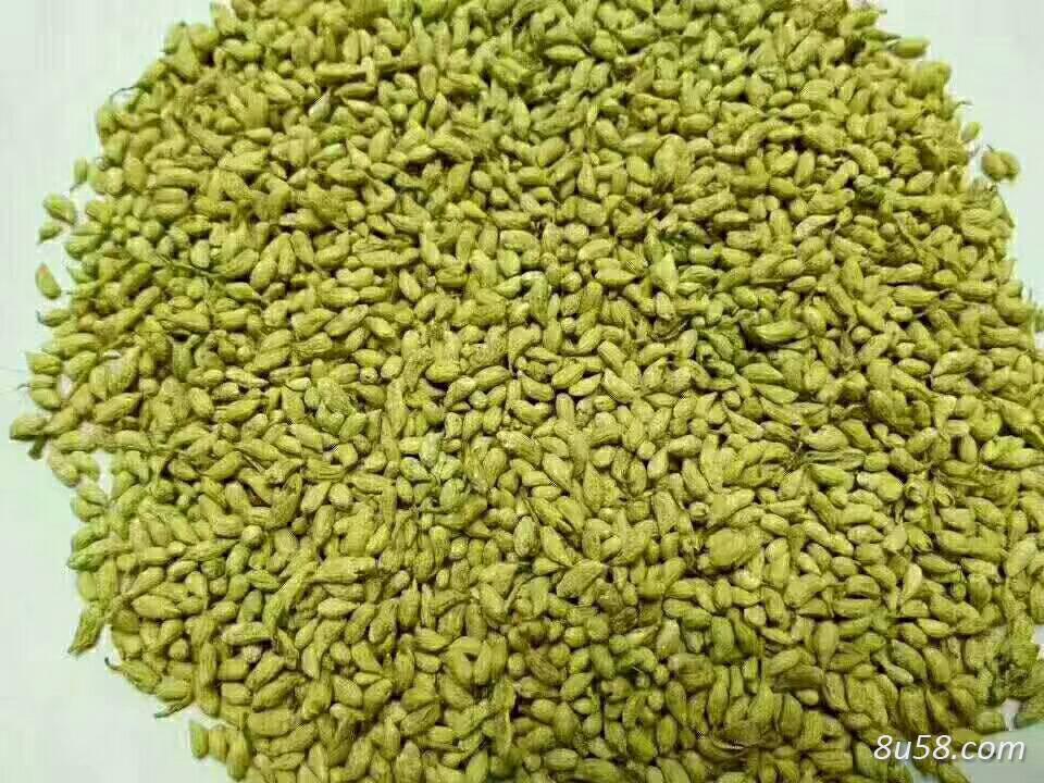 将近50吨高含量精选槐米待出售