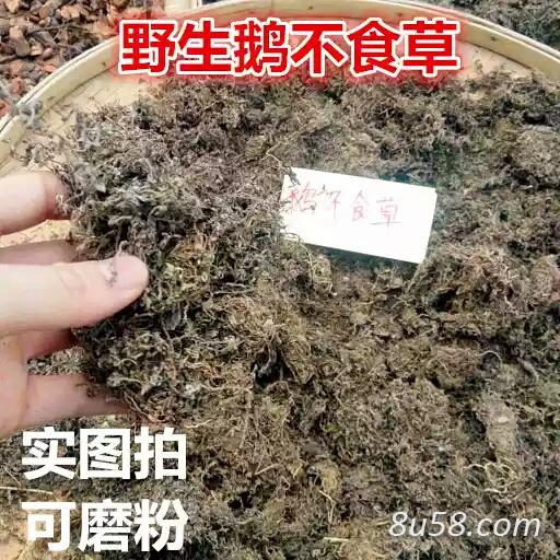 野生鹅不食草