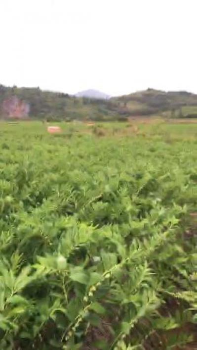 湖南郴州大量新鲜玉竹供应