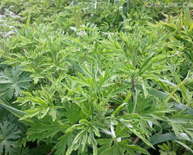 出售新鲜艾草