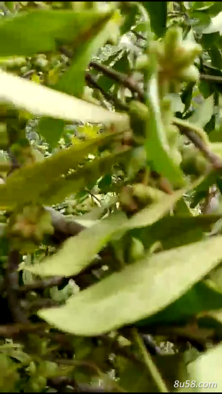 大量八角出售