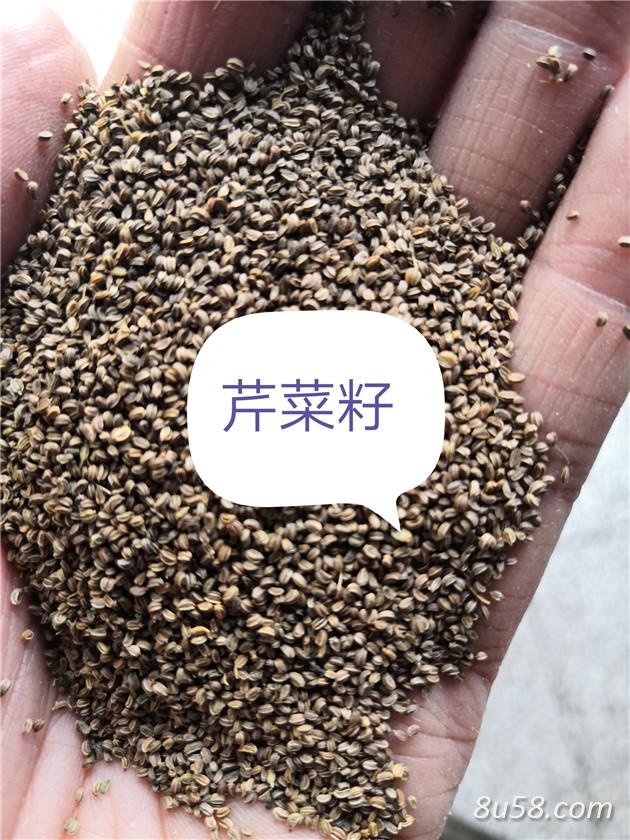 芹菜籽产地价格批发零售芹菜籽到哪里去买