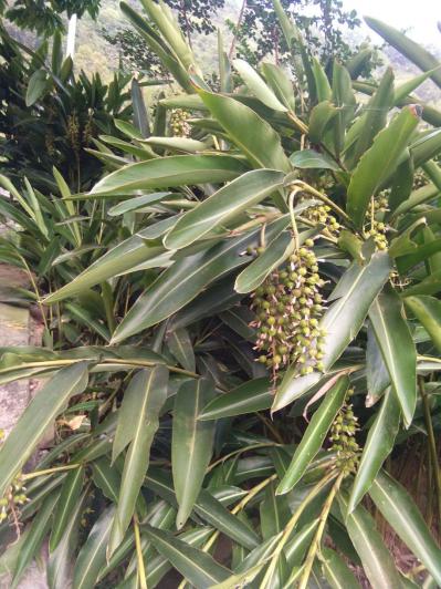 大量出售砂仁价格从优