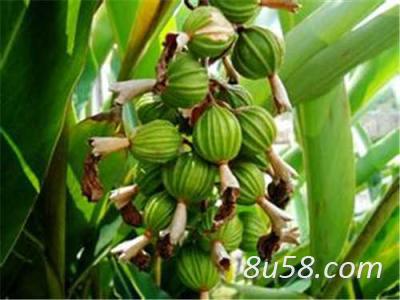 新鲜砂仁大量出售，一手货源，量大从优