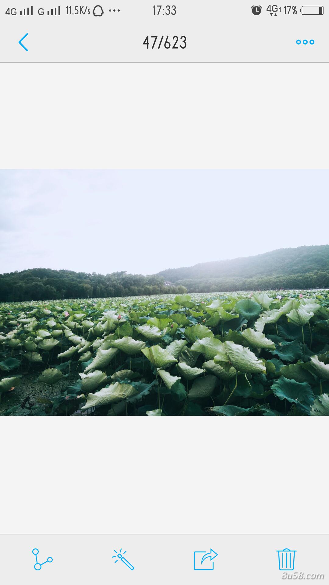 湖北千亩野生荷叶售卖