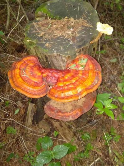 纯野生灵芝