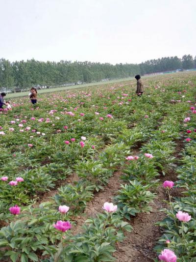 出售芍药，四年的，山东菏泽