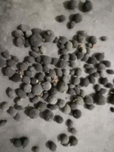 大量脐橙枳实 产地直销