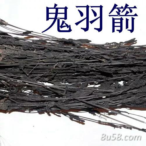 大量鬼羽箭出售
