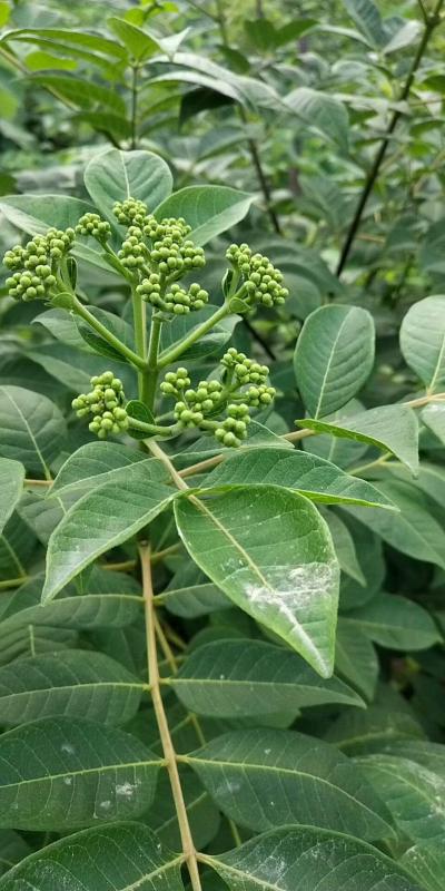 出售高产吴茱萸苗江西苗，广西苗价格6.5元