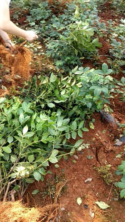 供应江西樟树中花吴茱萸苗，吴茱萸枝条（可以预订）江西中花吴茱萸是全国中花吴茱萸品种里面最好的品种，结的果实可以出口。现在新出2020药典标准，对吴茱萸质量要求更