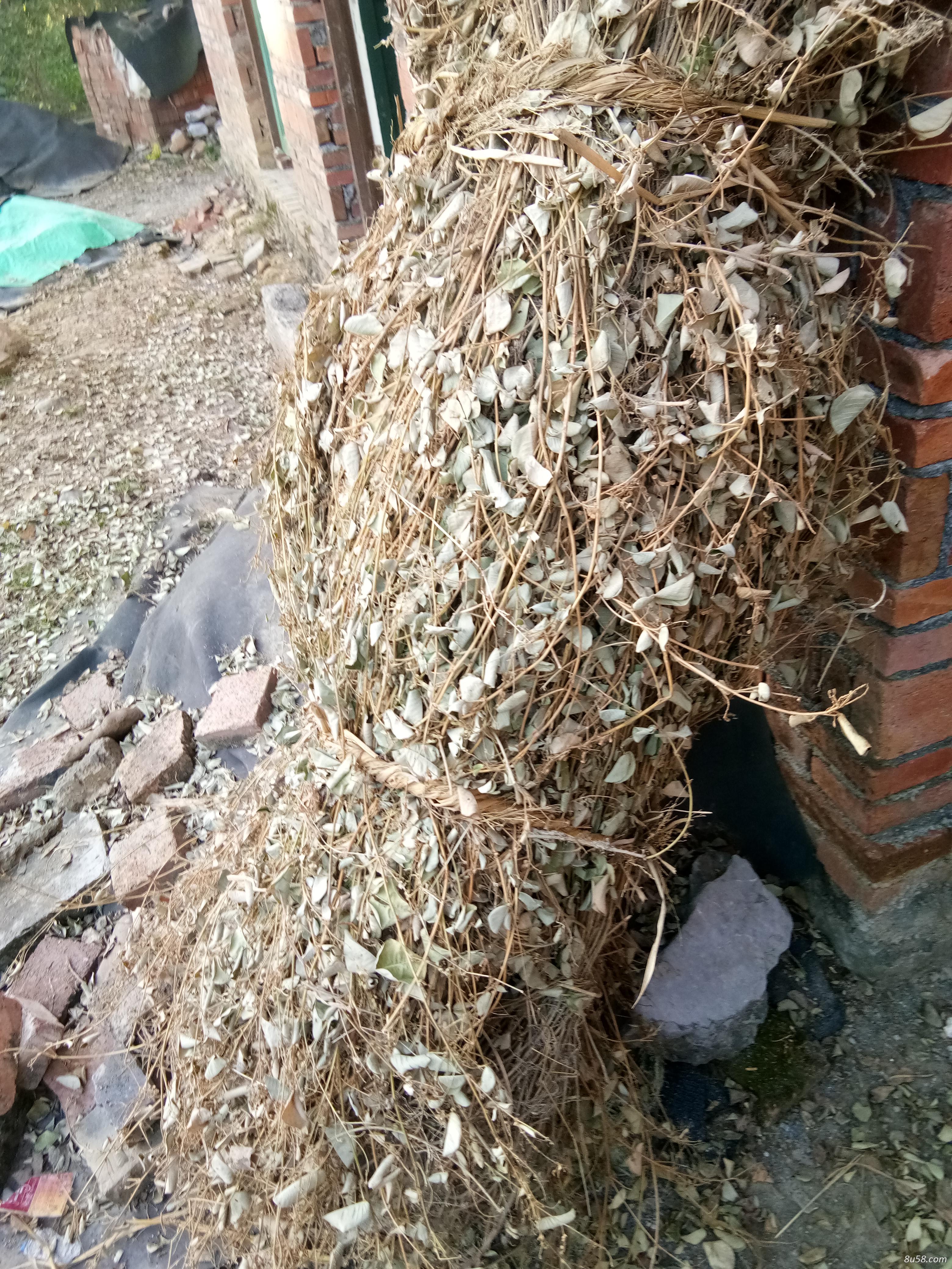 金钱草