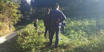 100亩白花前胡，长势不错，药材含量高，马上采收了，有收购的老板联系。