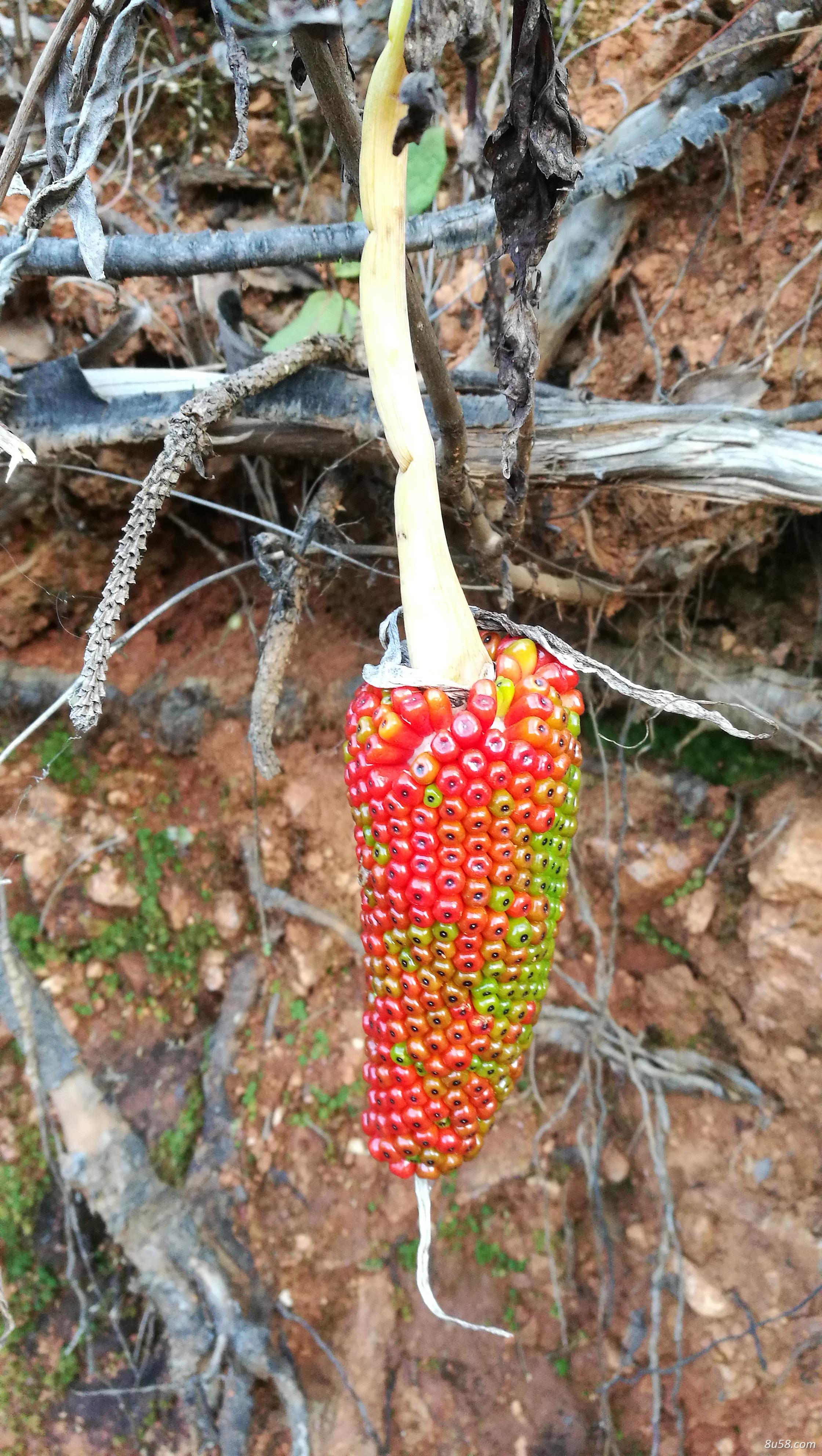 天南星，种植基地建设