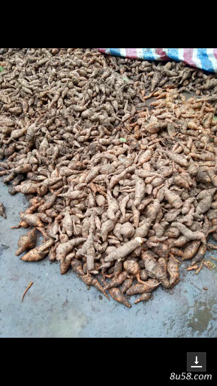 怀庆府地黄（生地）