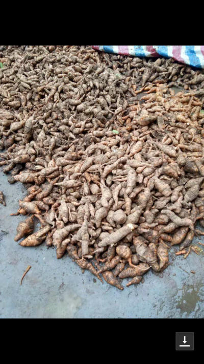 怀庆府地黄（生地）