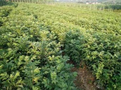 优质吴茱萸种苗