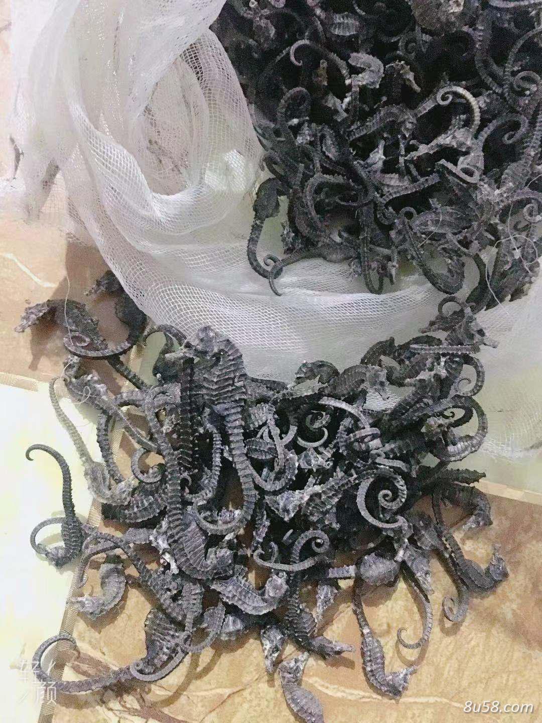 海马半斤，出售，个头大小都有
