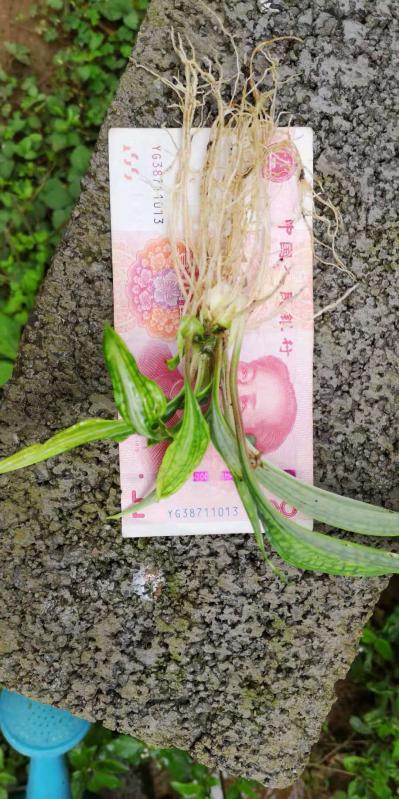 黄精种苗