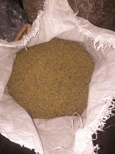 出售随南高含量，棵粒野菊花。