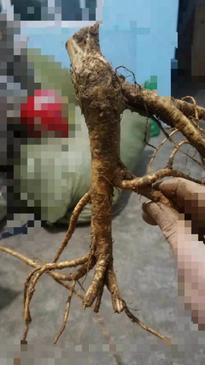 百花前胡鲜货