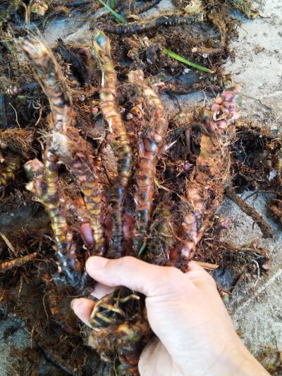 大量出售石菖蒲干货