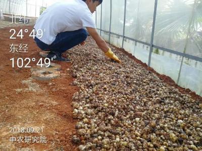 黄精种植就找中农研究，与农科院战略合作，黄精种植技术好