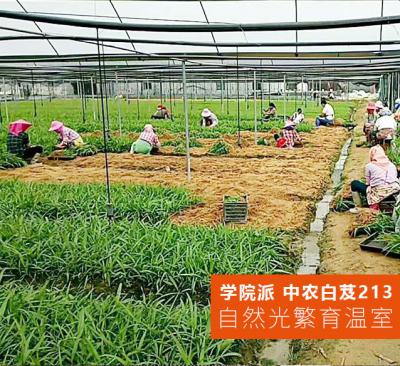 中农213白芨种苗-中农研究院白芨种植基地