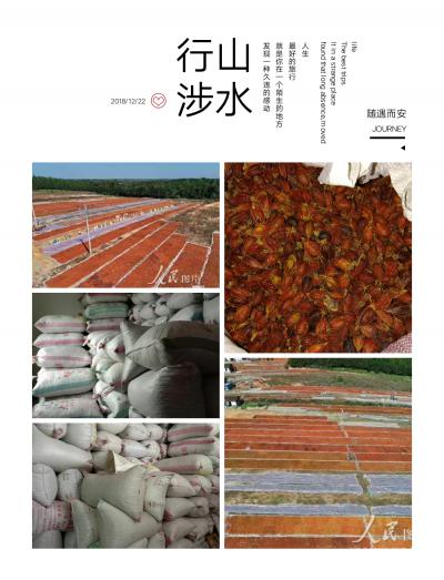 黄栀子干货求关注