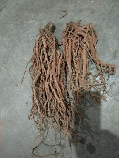 自家种丹参，质量优